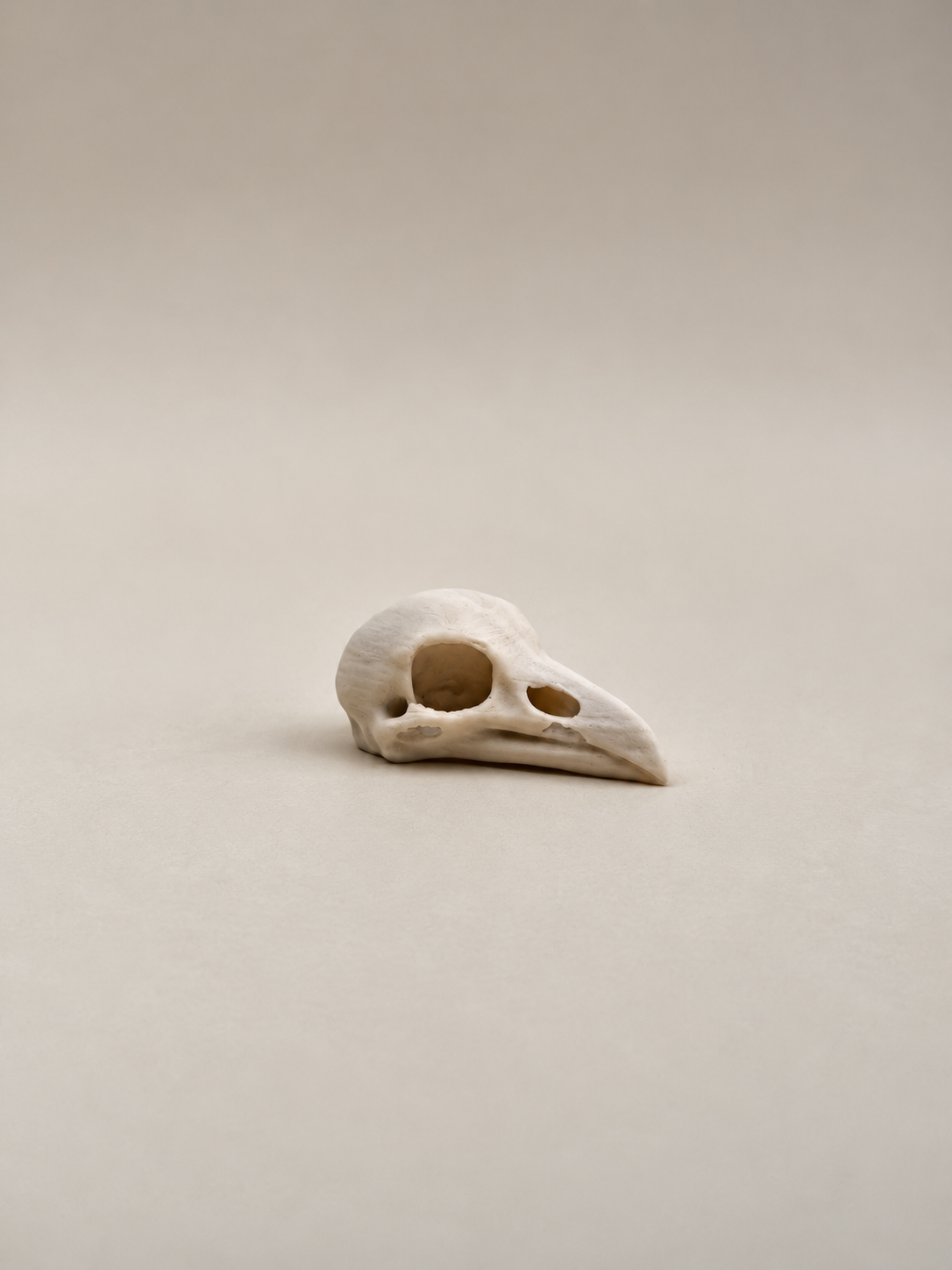 Bird Skull