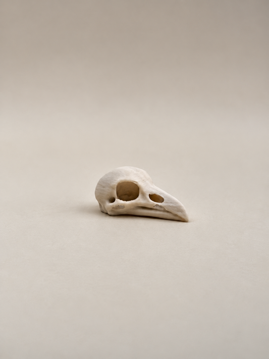 Bird Skull